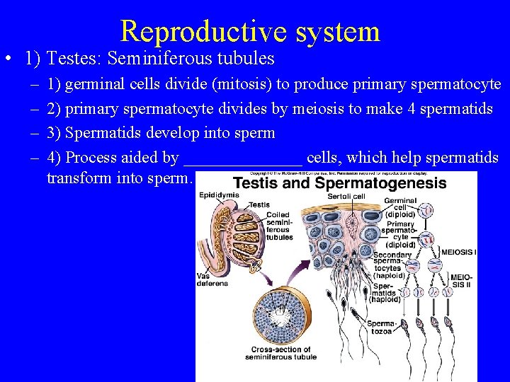 Reproductive system • 1) Testes: Seminiferous tubules – – 1) germinal cells divide (mitosis)