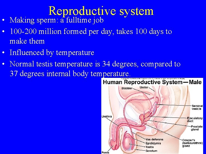 Reproductive system • Making sperm: a fulltime job • 100 -200 million formed per