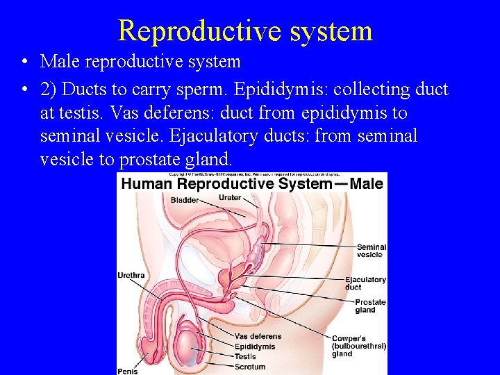 Reproductive system • Male reproductive system • 2) Ducts to carry sperm. Epididymis: collecting