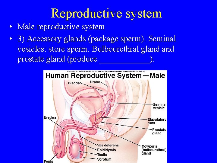 Reproductive system • Male reproductive system • 3) Accessory glands (package sperm). Seminal vesicles: