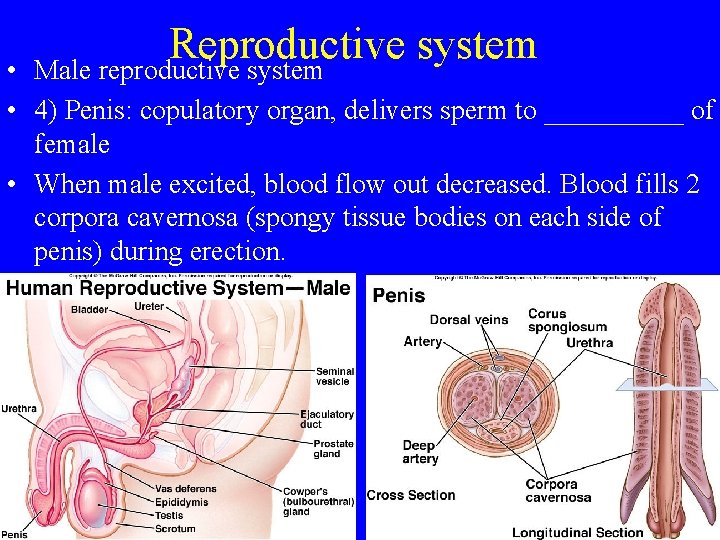 Reproductive system Male reproductive system • • 4) Penis: copulatory organ, delivers sperm to
