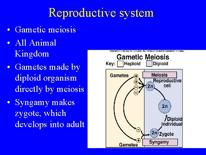 Reproductive system • Gametic meiosis • All Animal Kingdom • Gametes made by diploid