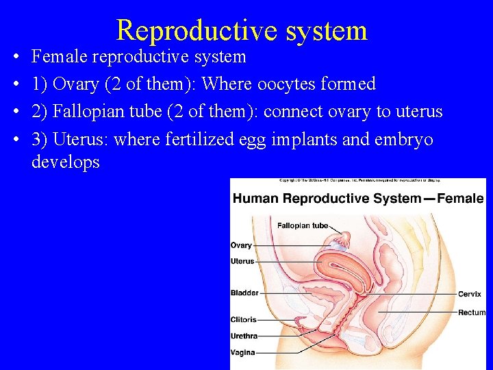  • • Reproductive system Female reproductive system 1) Ovary (2 of them): Where