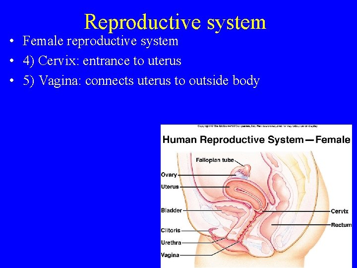 Reproductive system • Female reproductive system • 4) Cervix: entrance to uterus • 5)