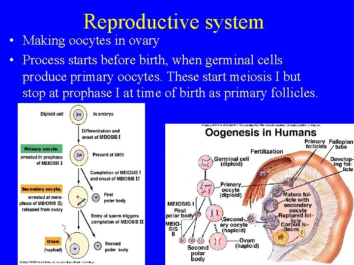 Reproductive system • Making oocytes in ovary • Process starts before birth, when germinal