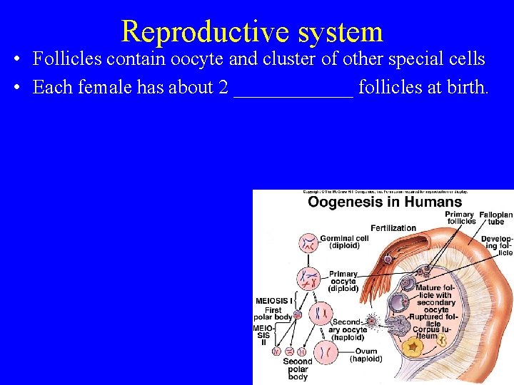 Reproductive system • Follicles contain oocyte and cluster of other special cells • Each