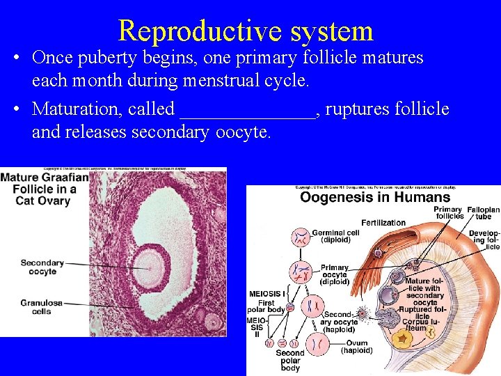 Reproductive system • Once puberty begins, one primary follicle matures each month during menstrual