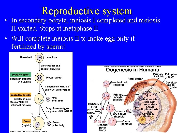 Reproductive system • In secondary oocyte, meiosis I completed and meiosis II started. Stops