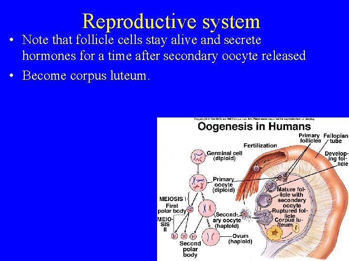 Reproductive system • Note that follicle cells stay alive and secrete hormones for a