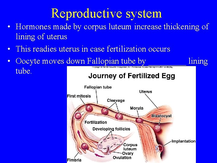Reproductive system • Hormones made by corpus luteum increase thickening of lining of uterus