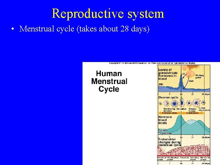Reproductive system • Menstrual cycle (takes about 28 days) 
