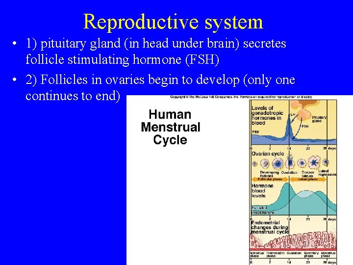 Reproductive system • 1) pituitary gland (in head under brain) secretes follicle stimulating hormone