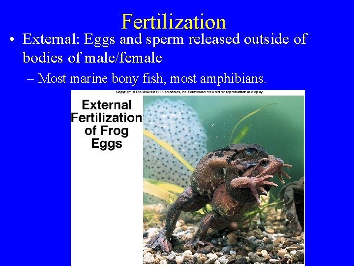 Fertilization • External: Eggs and sperm released outside of bodies of male/female – Most