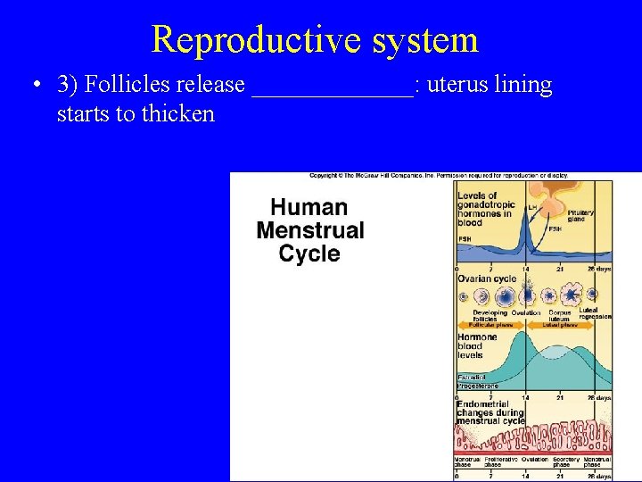 Reproductive system • 3) Follicles release _______: uterus lining starts to thicken 