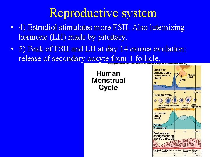 Reproductive system • 4) Estradiol stimulates more FSH. Also luteinizing hormone (LH) made by