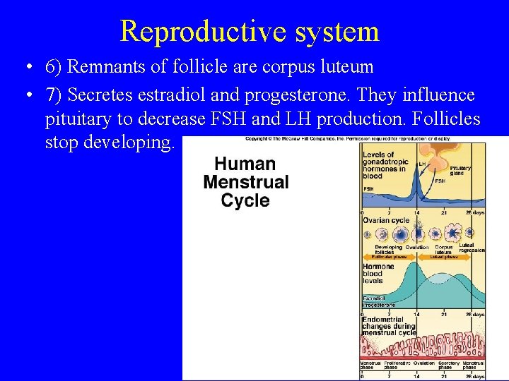 Reproductive system • 6) Remnants of follicle are corpus luteum • 7) Secretes estradiol