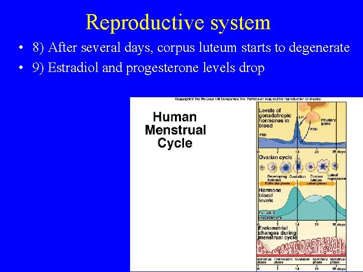 Reproductive system • 8) After several days, corpus luteum starts to degenerate • 9)