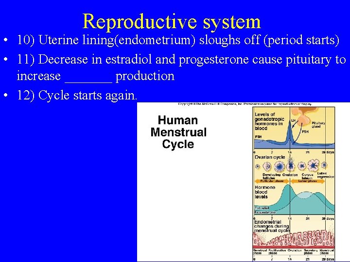 Reproductive system • 10) Uterine lining(endometrium) sloughs off (period starts) • 11) Decrease in