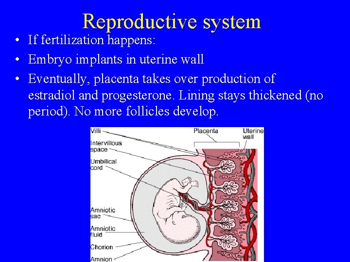 Reproductive system • If fertilization happens: • Embryo implants in uterine wall • Eventually,