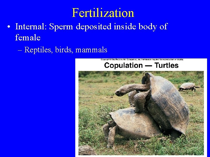 Fertilization • Internal: Sperm deposited inside body of female – Reptiles, birds, mammals 
