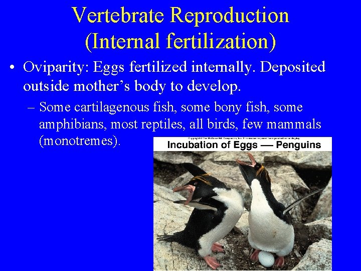 Vertebrate Reproduction (Internal fertilization) • Oviparity: Eggs fertilized internally. Deposited outside mother’s body to