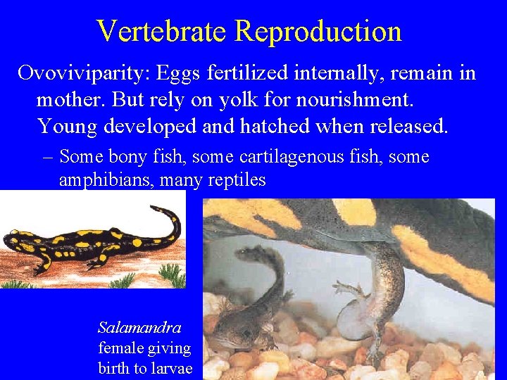 Vertebrate Reproduction Ovoviviparity: Eggs fertilized internally, remain in mother. But rely on yolk for