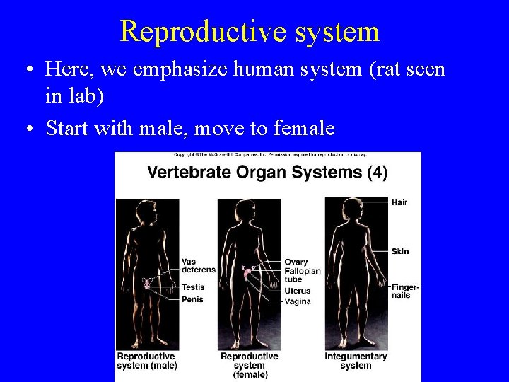 Reproductive system • Here, we emphasize human system (rat seen in lab) • Start