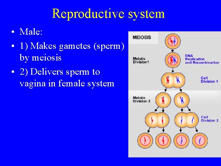 Reproductive system • Male: • 1) Makes gametes (sperm) by meiosis • 2) Delivers