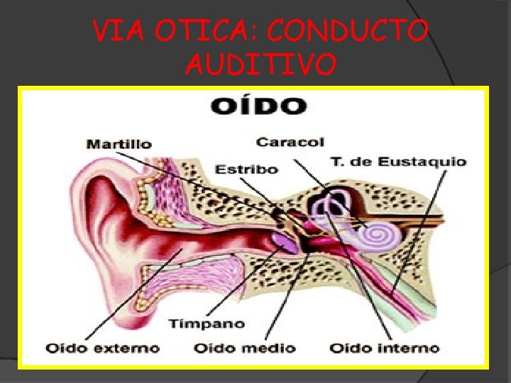 VIA OTICA: CONDUCTO AUDITIVO 