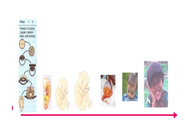 Egg Zygote-implantation Embryo Fetus Viability Birth Subject-of-a-life Person 