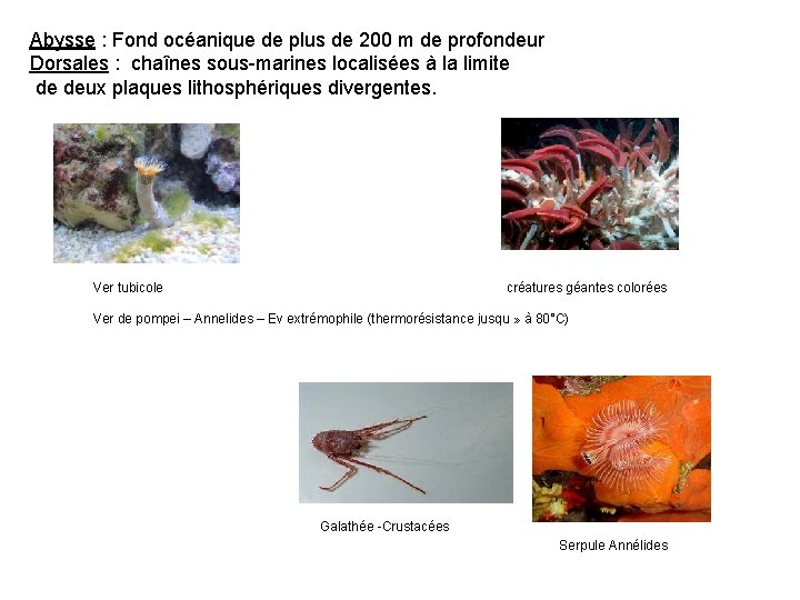 Abysse : Fond océanique de plus de 200 m de profondeur Dorsales : chaînes