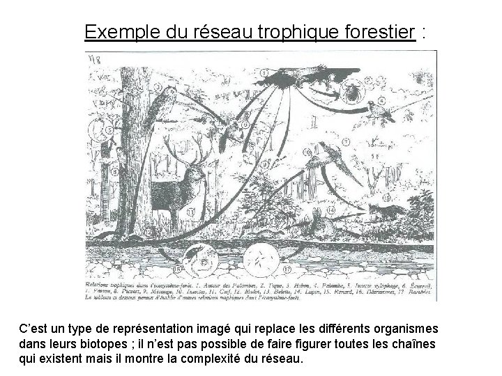 Exemple du réseau trophique forestier : C’est un type de représentation imagé qui replace