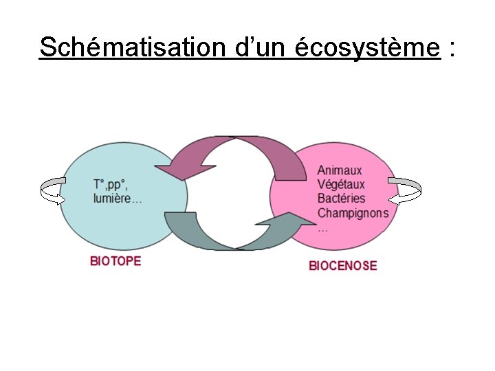 Schématisation d’un écosystème : 