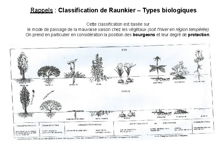 Rappels : Classification de Raunkier – Types biologiques Cette classification est basée sur le