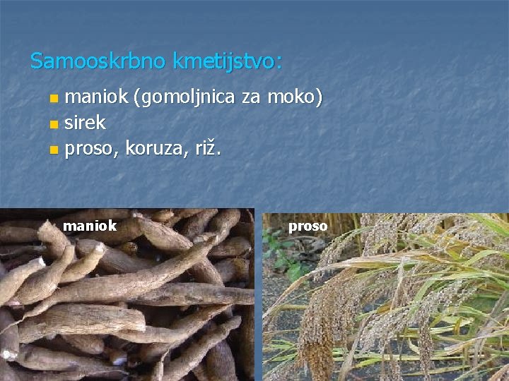 Samooskrbno kmetijstvo: maniok (gomoljnica za moko) n sirek n proso, koruza, riž. n maniok Samooskrbno kmetijstvo: maniok (gomoljnica za moko) n sirek n proso, koruza, riž. n maniok