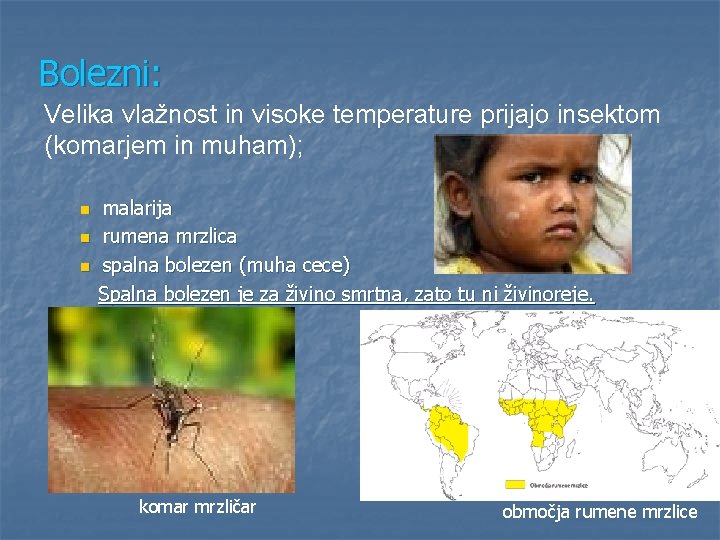 Bolezni: Velika vlažnost in visoke temperature prijajo insektom (komarjem in muham); n n n Bolezni: Velika vlažnost in visoke temperature prijajo insektom (komarjem in muham); n n n