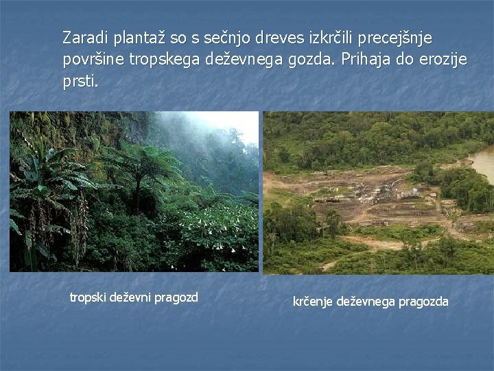 Zaradi plantaž so s sečnjo dreves izkrčili precejšnje površine tropskega deževnega gozda. Prihaja do Zaradi plantaž so s sečnjo dreves izkrčili precejšnje površine tropskega deževnega gozda. Prihaja do