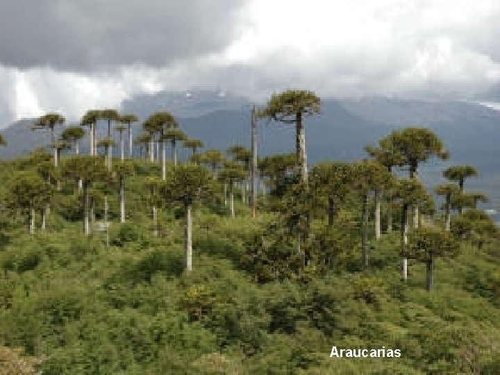 Araucarias Araucarias