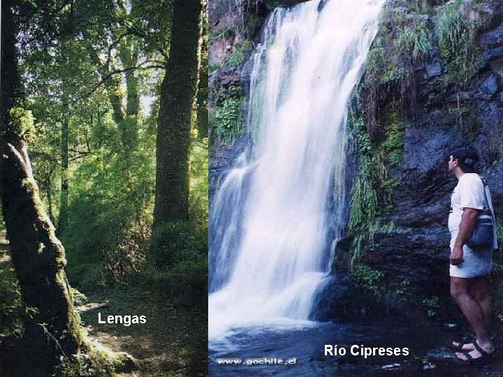 Lengas Río Cipreses Lengas Río Cipreses
