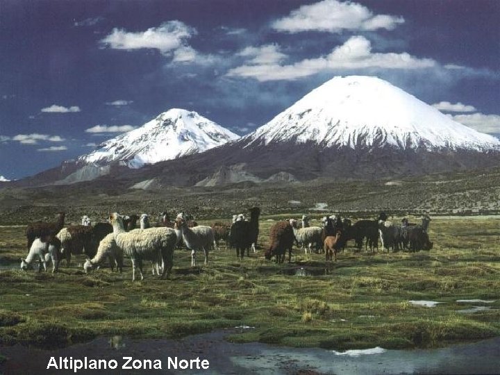 Altiplano Zona Norte Altiplano Zona Norte