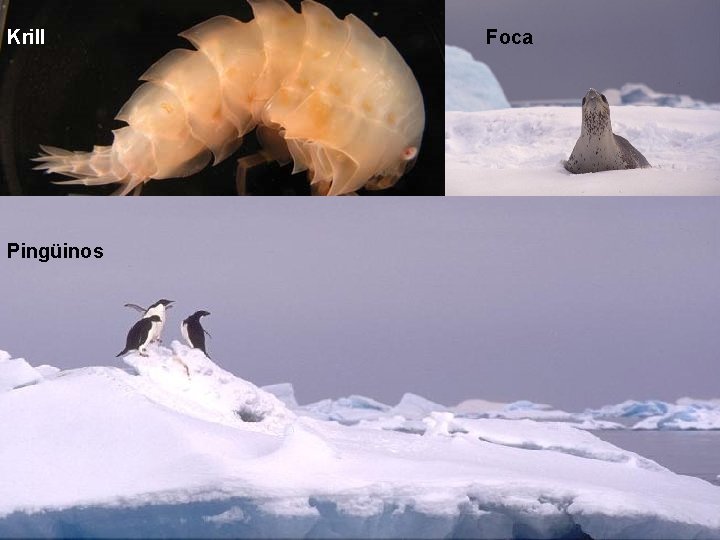 Krill Pingüinos Foca Krill Pingüinos Foca