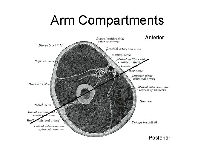 Arm Compartments Anterior Posterior 