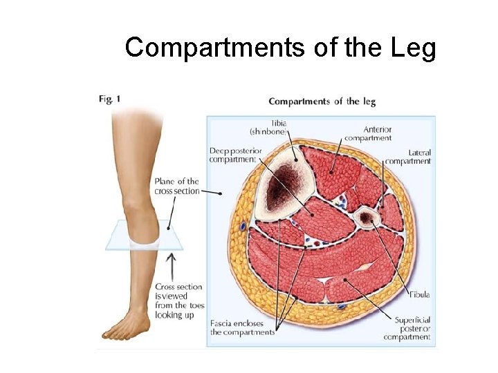 Compartments of the Leg 
