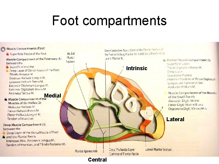 Foot compartments Intrinsic Medial Lateral Central 