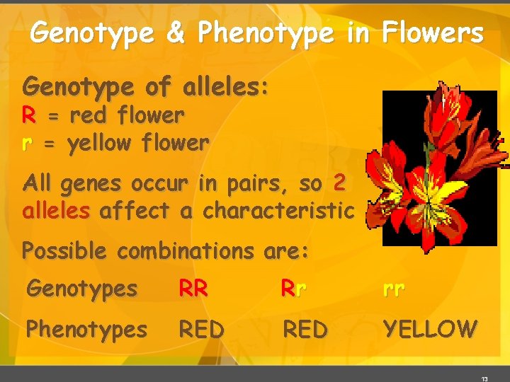 Genotype & Phenotype in Flowers Genotype of alleles: R = red flower r =