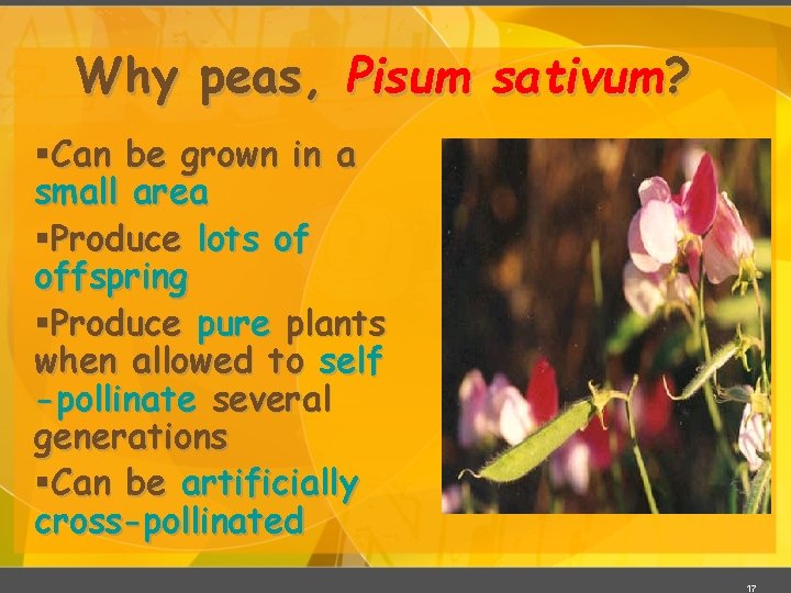 Why peas, Pisum sativum? §Can be grown in a small area §Produce lots of