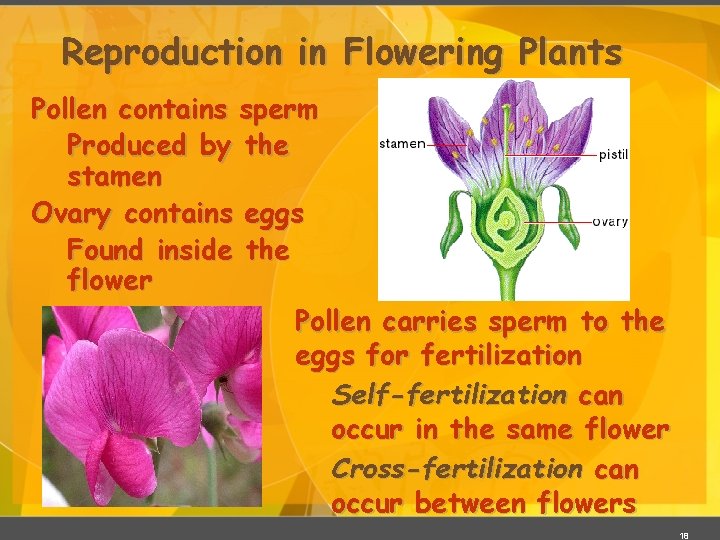 Reproduction in Flowering Plants Pollen contains sperm Produced by the stamen Ovary contains eggs