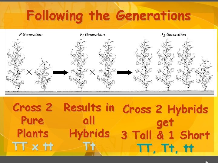 Following the Generations Cross 2 Results in Cross 2 Hybrids Pure all get Plants