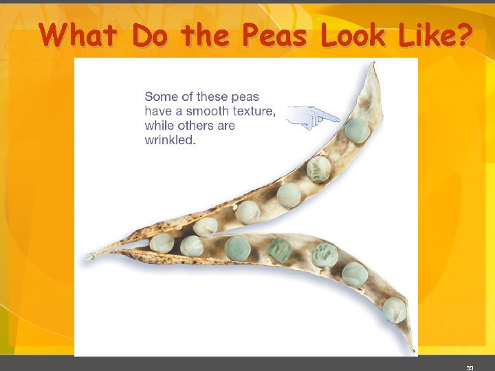 What Do the Peas Look Like? 33 