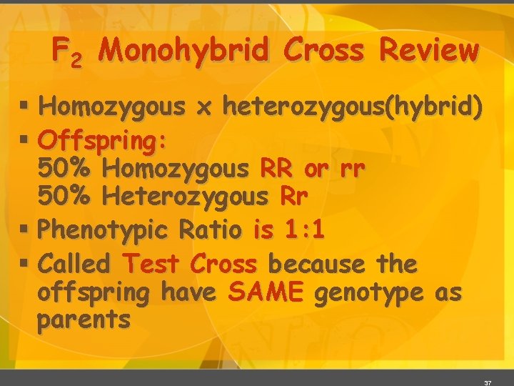F 2 Monohybrid Cross Review § Homozygous x heterozygous(hybrid) § Offspring: 50% Homozygous RR